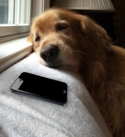 Perro esperando junto al celular, representando la sensación de publicar sin recibir respuesta