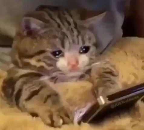 Gato triste mirando el celular, representando la frustración al abrir la app sin saber qué publicar